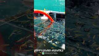 Full gold guppy @guppyguardaquatics2869 #trending #viralvideos #viralreels #viralvideo #fishing