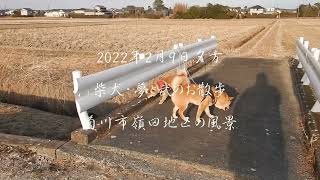 2022年2月9日夕方＿柴犬・夢と武のお散歩＿菊川市嶺田地区の風景