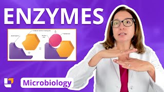 Enzymes - Metabolism: Microbiology for Nursing School \u0026 Health Fields | @LevelUpRN