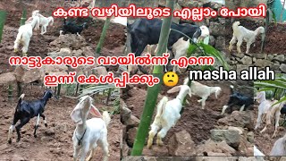 ക്ഷമയുള്ളവരേ ഈ പണിക്ക് നിൽക്കാവു🐑നാട്ടുകാരുടെ മുതലാ🌿എന്താപ്പൊ ചെയ്യ🌿