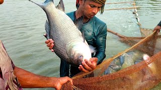 পুকুরে কি বড় রুই কাতলা মাছ # Fishing market fish price