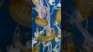 えのすいで色んなクラゲを見た🪼【新江ノ島水族館】　#shorts #jellyfish #江ノ島