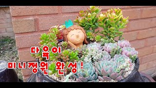 succulent plant. ,다육이 미니 정원을 만들어 봤어요. 리틀잼, 염좌, 홍옥, 레티지아, 밴바디스, 그린에머럴드 등등