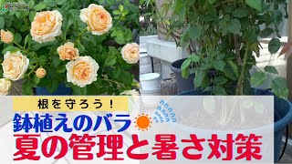 【鉢植えバラ】暑い夏を上手に越す!!真夏の鉢の中の酷暑です。