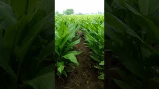 ਪੰਜਾਬ ਦੇ ਖੂਬਸੂਰਤ ਹਲਦੀ ਦੇ ਖੇਤ | Beautiful Turmeric Fields of Punjab | #turmeric