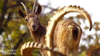 chamois hunting | The chamois is a large sized mountain goat, native to the European mountains