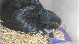 #Our Hen hatched Chick's#10 Chick's hatched From 14 eggs#