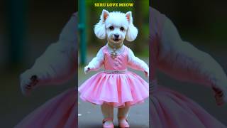 Dogdancevideos#doggydance #funny #cutedog #dog #doglover #serulovemeow #shorts #0235