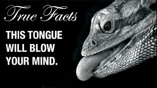 True Facts: Snake and Lizard Tongues