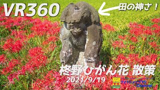 さつま町柊野、ひがん花の里景観