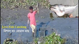 কতো বড় বোয়াল মাছ দেখুন | সরাসরি বোয়াল মাছ ধরার দৃশ্য | Wallago attu | Helicopter Catfish | Big Boal