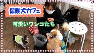 【保護犬カフェ】にいってきました！癒される！