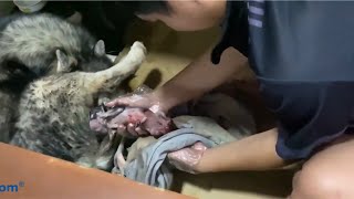 Husky Gives birth To 6 Puppies​ ហាស្គី​ កេីតបានកូន៦​