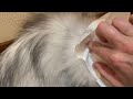 猫の頭にコロコロテープを貼ると大人しくなるのか 爪が切れたよ。a cat that becomes quiet when you put a tape on your head【保護猫の癒しの日常】