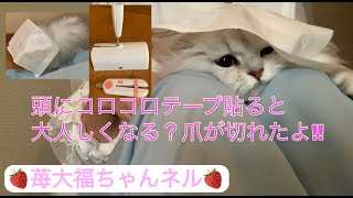 猫の頭にコロコロテープを貼ると大人しくなるのか!!爪が切れたよ。A cat that becomes quiet when you put a tape on your head【保護猫の癒しの日常】