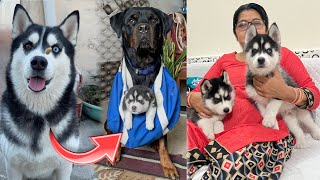 Husky Puppy Acting Just Like His Mom – Too Adorable to Miss | Cat | Dog | Review Reloaded