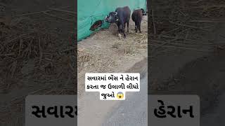 સવારમાં ભેંસ ને હેરાન કરતા જ ઉલાળી લીધો જુઓ 😱 #trending #viral #Reels #funny