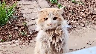 [Rescue cat] Abandoned cat shivering from cold and hunger patiently waits in front of a window fo...