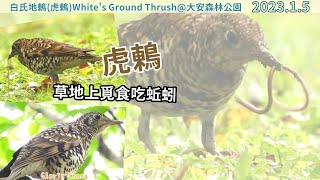 20230105 白氏地鶇（虎鶇）草地上覓食吃蚯蚓【大安森林公園虎鶇White's Ground Thrush】