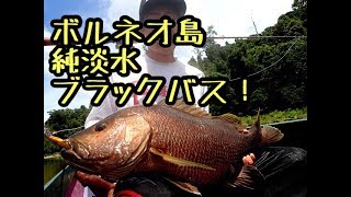 淡水最強怪魚ブラックバス(パプアンバス)　インドネシア