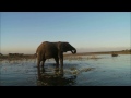 Top 10 Heaviest Land Mammals on Earth Creature Countdown - FreeSchool