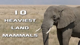 Top 10 Heaviest Land Mammals on Earth: Creature Countdown - FreeSchool