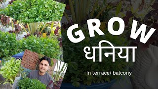 How to grow Coriander/ Cilantro in pot | धनिया को गमलों में कैसे उगाएं 🌿