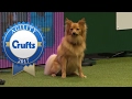 Agility - Crufts Large Novice and Medium ABC Jumping Final (Part 2) | Crufts 2017