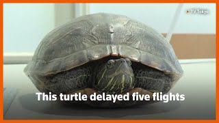 Turtle holds up five flights in Japan