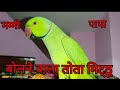 Talking Parrot Mithu 😘😍🥰 talking Mummy Papa 😍