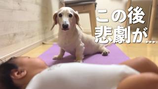 赤ちゃんに大好きなママを取られていじける元保護犬に悲しい結末が…