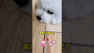 闖禍了還不能處罰你嗎？ #寵物 #bichon #dog #pets #小狗 #比熊 #萌寵 #狗狗