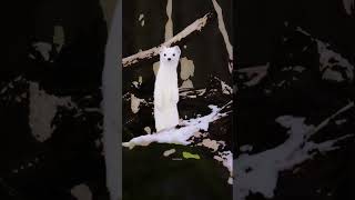 the cutest hunter ermine #science #animal