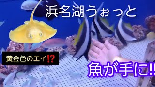 【浜名湖体験学習施設ウォット】魚が手に乗る水族館‼️浜松観光必見‼️#水族館 #魚