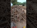 கரி மூட்டம் சார்கோல் charcoal making video part 1