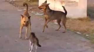 แมวเหมียวขาโหด ตบกระจาย ทั้งโหดทั้งฮา | funny animals cats and dogs