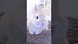 小柄なネザーちゃんは背中の換毛が始まった様です #うさぎ専門店 #rabbit #ペット #bunny