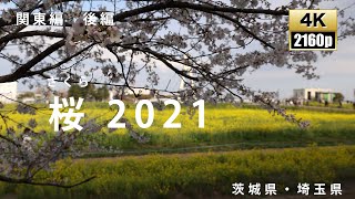 桜の開花　2021　関東　後編