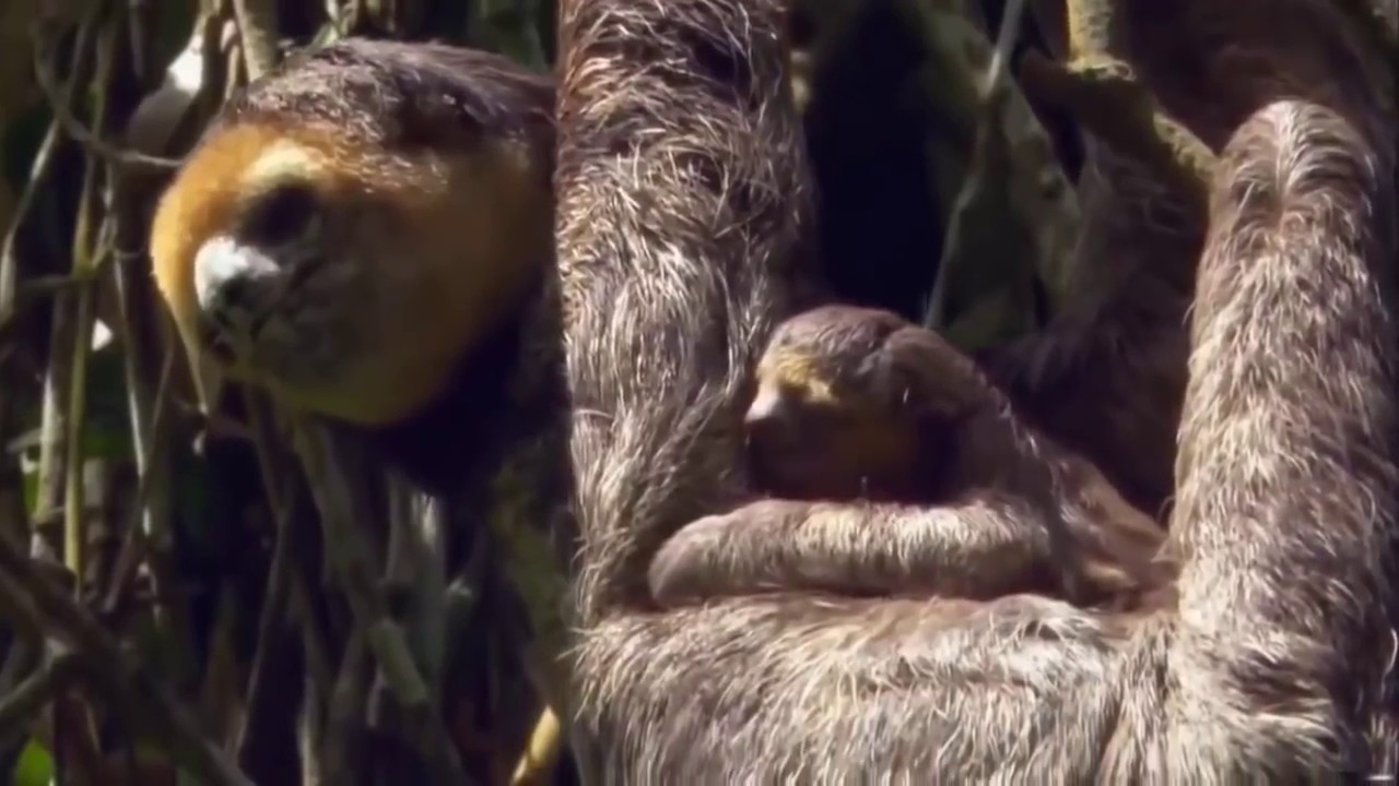 Amazon Jungle Documentary National Geographic