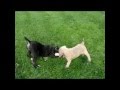 Shipley Cane Corso - 3 Of Our Cane Corso Puppies Playing Around!