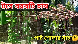 টবে বরবটি চাষ পদ্ধতি /ছাদে বা বাড়িতে বরবটি চাষ/ Long Bean Cultivation.