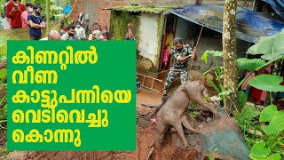 കിണറ്റിൽ വീണ കാട്ടുപന്നിയെ വെടിവെച്ചു കൊല്ലുന്നു