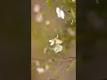 Relaxing video of Butterfly#Shorts#Trending