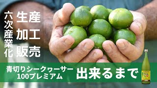 青切りシークヮーサー100プレミアムが出来るまで_６次産業化【生産−加工 −販売】 沖縄特産販売