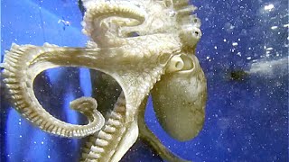 ワモンダコ　Common Reef Octopus,Big blue octopus　Octopus cyanea