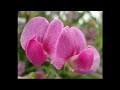 Чина1 lathyrus1 garden flowers222 Декоративные растения