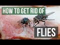 How to Get Rid of Flies: Fly Control Methods