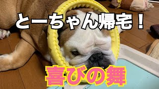 とーちゃん出張から帰宅！体を揺らして喜ぶブルドッグ！