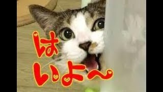 返事をする猫