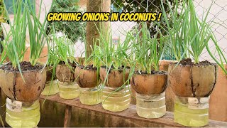 Growing Onions in Coconuts / How to grow Indian onions in coconut by V Garden